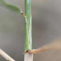 elytrigia_repens_repens3md (Elytrigia repens ssp. repens)