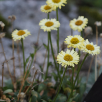 Erigeron aureus (Erigeron)