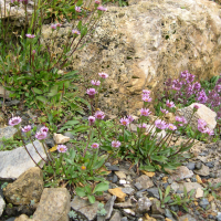 Erigeron glabratus (Vergerette polymorphe)