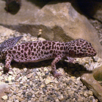 Eublepharis macularius (Gecko léopard)