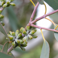 Eucalyptus pauciflora (Eucalyptus)
