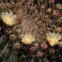 ferocactus_histrix2md