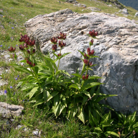 Gentiana purpurea (Gentiane pourprée)