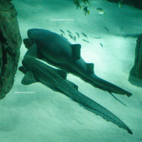 Ginglymostoma cirratum (Requin nourrice, Requin dormeur)