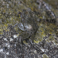 grapsus_tenuicrustatus3bd