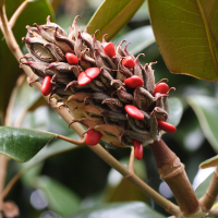 magnolia_grandiflora6md