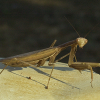 mantis_religiosa4md