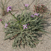 matthiola_sinuata4md