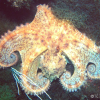 Octopus vulgaris (Pieuvre, Poulpe)