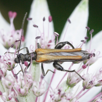 oedemera_femorata3md