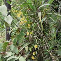 Oncidium stenotis (Oncidium)