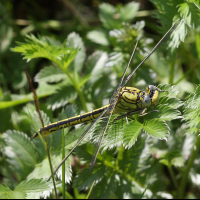 onychogomphus_forcipatus5bd