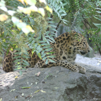 panthera_pardus_orientalis2sd