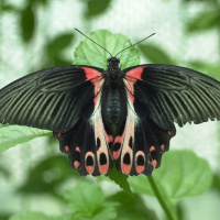 Papilio rumanzovia (Asian swallowtail)