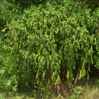 Phytolacca americana (Phytolaque, Raisin d'Amérique)