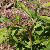 phytolacca_polyandra2md