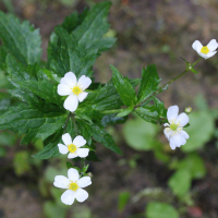 ranunculus_aconitifolius5md