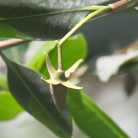 rhizophora_mangle2bd (Rhizophora mangle)