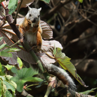 sciurus_variegatoides5bd