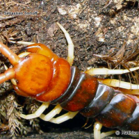 scolopendra_gigantea4ml