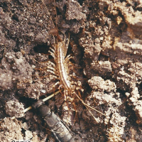 Scutigera coleoptrata (Scutigère)