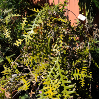 Selenicereus anthonyanus (Cactus zig-zag)