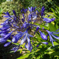 agapanthus_praecox2md (Agapanthus praecox)