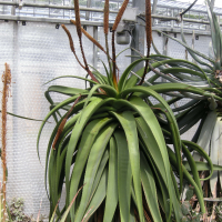 Aloe alooides (Aloès)