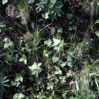 Anemone trifolia (Anémone noble)