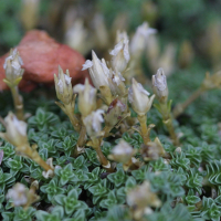 arenaria_tetraquetra2bd (Arenaria tetraquetra)