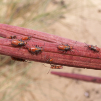 caenocoris_nerii3bd (Caenocoris nerii)