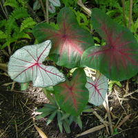 caladium_x_hortulanum2md