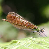 Calopteryx_virgo (Calopteryx virgo ssp. virgo)