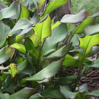 canna_indica2md (Canna indica)