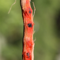 capparis_cynophallophora3md (Capparis cynophallophora)