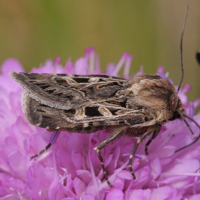 chersotis_alpestris3bd (Chersotis alpestris)