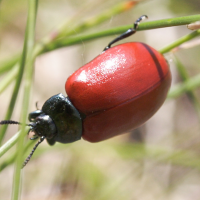 Chrysomela populi (Chrysomèle du peuplier)