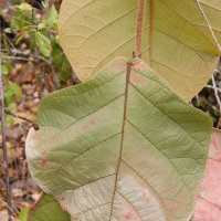 coccoloba_pubescens2md (Coccoloba pubescens)