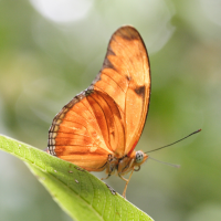 dryas_iulia_martinica4md (Dryas iulia ssp. martinica)