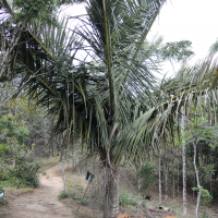 Dypsis robusta (Palmier)
