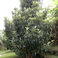 eriobotrya_japonica6md (Eriobotrya japonica)