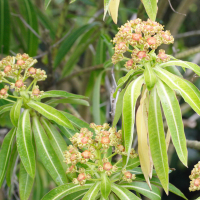 euphorbia_mellifera4md (Euphorbia mellifera)