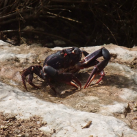 Gecarcinus lateralis (Crabe Touloulou)