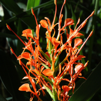 hedychium_coccineum2md