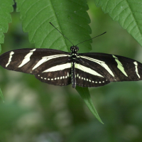 heliconius_charitonia2md