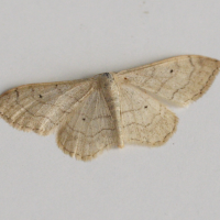 idaea_aversata3md