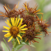 Inula_spiraeifolia