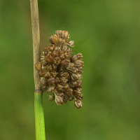 juncus_conglomeratus3md