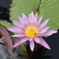 nymphaea_capensis3md