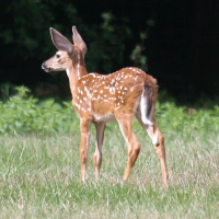 odocoileus_virginianus2bd